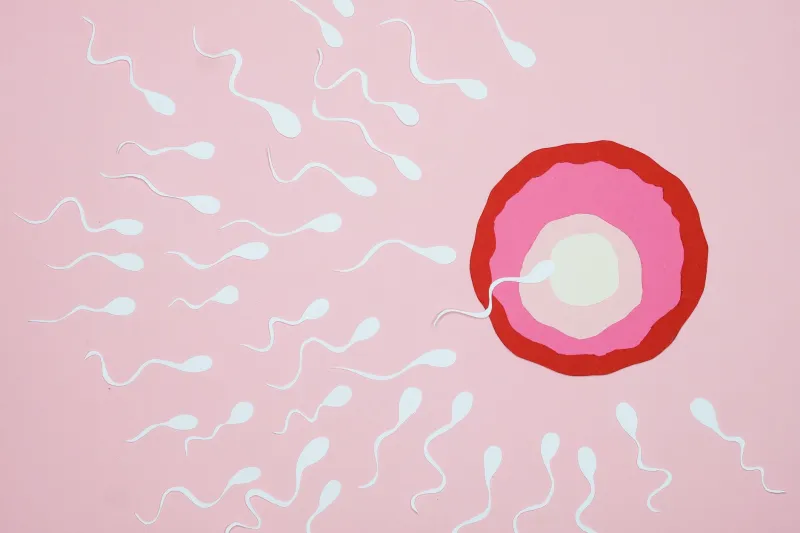 When Healthy Isn't Enough: The Hidden Molecular Barriers Between Sperm and Egg