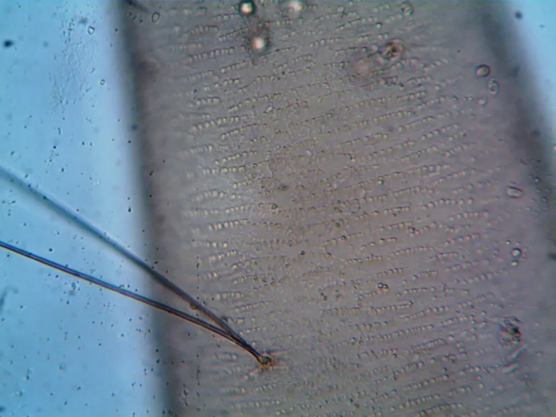 Same Chromosomes, Different Destinies: What PGT-A Cannot Tell You About Your Embryo's Potential
